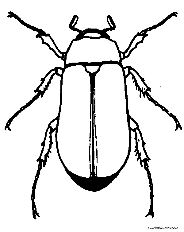 Httpcoloringpages4kidsnetwp Contentgallerybeetle Pictures Beetle 600x756 Httpcoloringpages4kidsnetwp Contentgallerybeetle Pictures Beetle