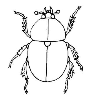 Insect Beetle Coloring Pages Insects Beetles 307x350 Insect Beetle Coloring Pages Insects Beetles