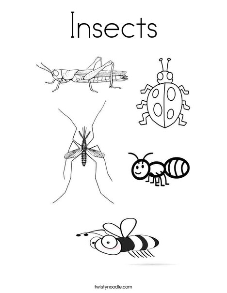 Insects Coloring Page 468x605 Insects Coloring Page