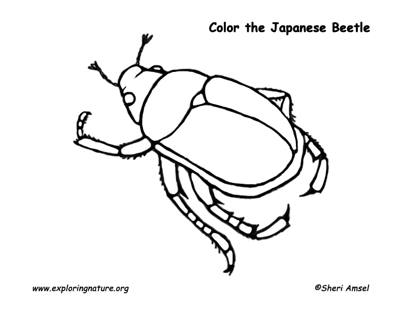 Japanese Beetle Coloring Page 792x612 Japanese Beetle Coloring Page