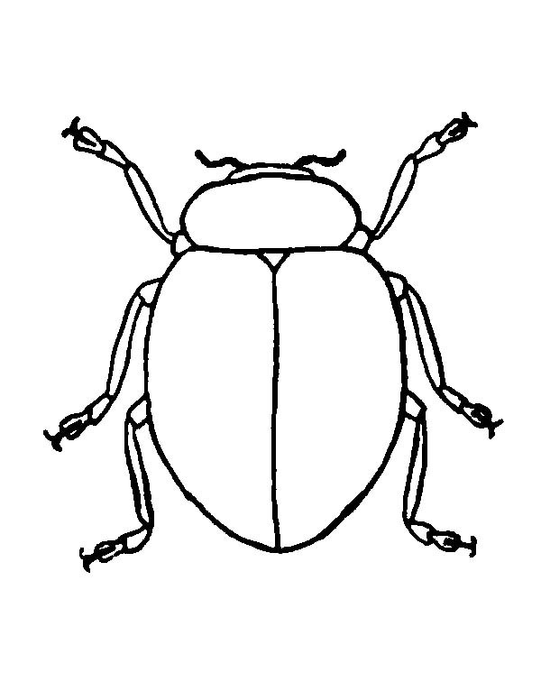 Beetle Coloring Beetle Picture Coloring Pages Best Place To Color 600x756 Beetle Coloring Beetle Picture Coloring Pages Best Place To Color