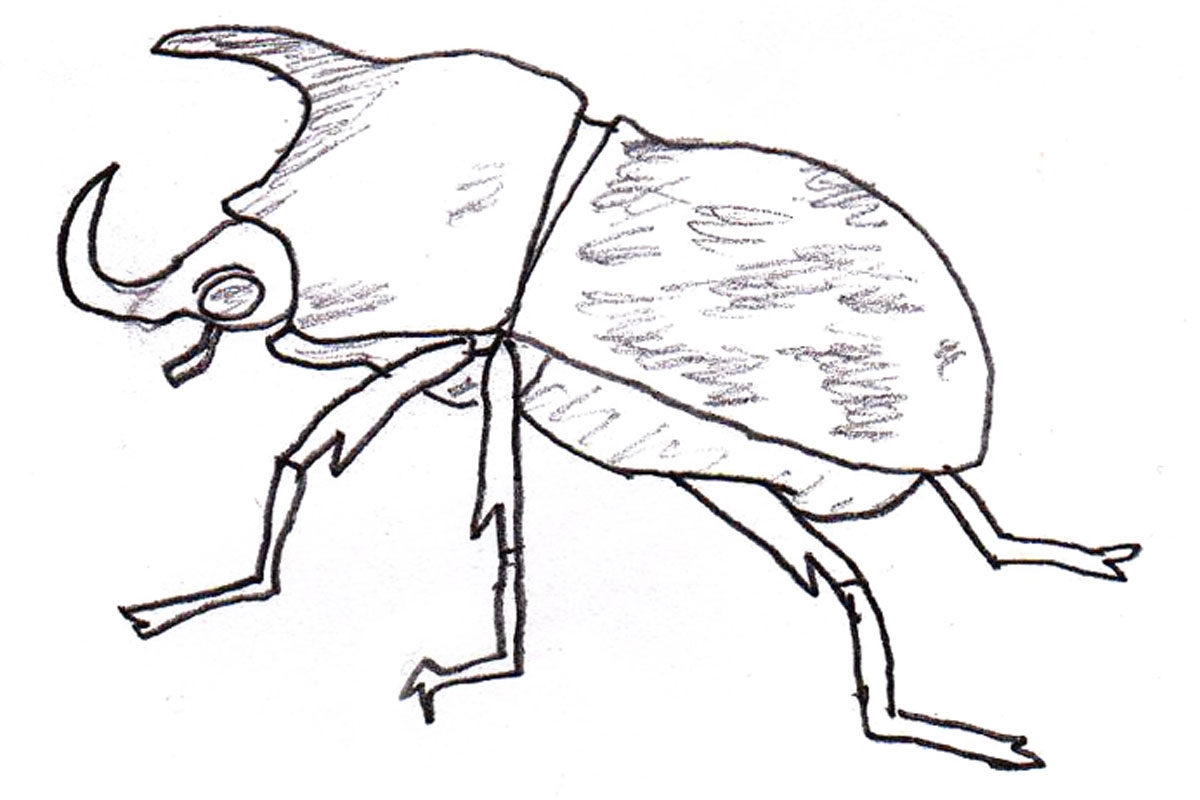 Unique Hercules Beetle Page To Color Design 1200x800 Unique Hercules Beetle Page To Color Design