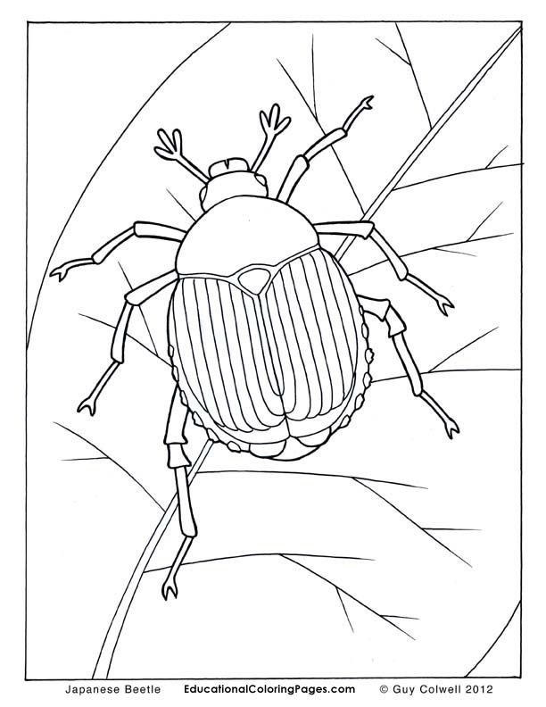 Beetle Coloring Pages, Insects Coloring Pages 612x792 Beetle Coloring Pages, Insects Coloring Pages