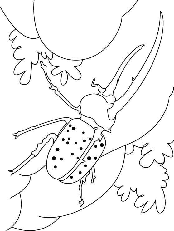 Beetle Coloring Pages 558x740 Beetle Coloring Pages