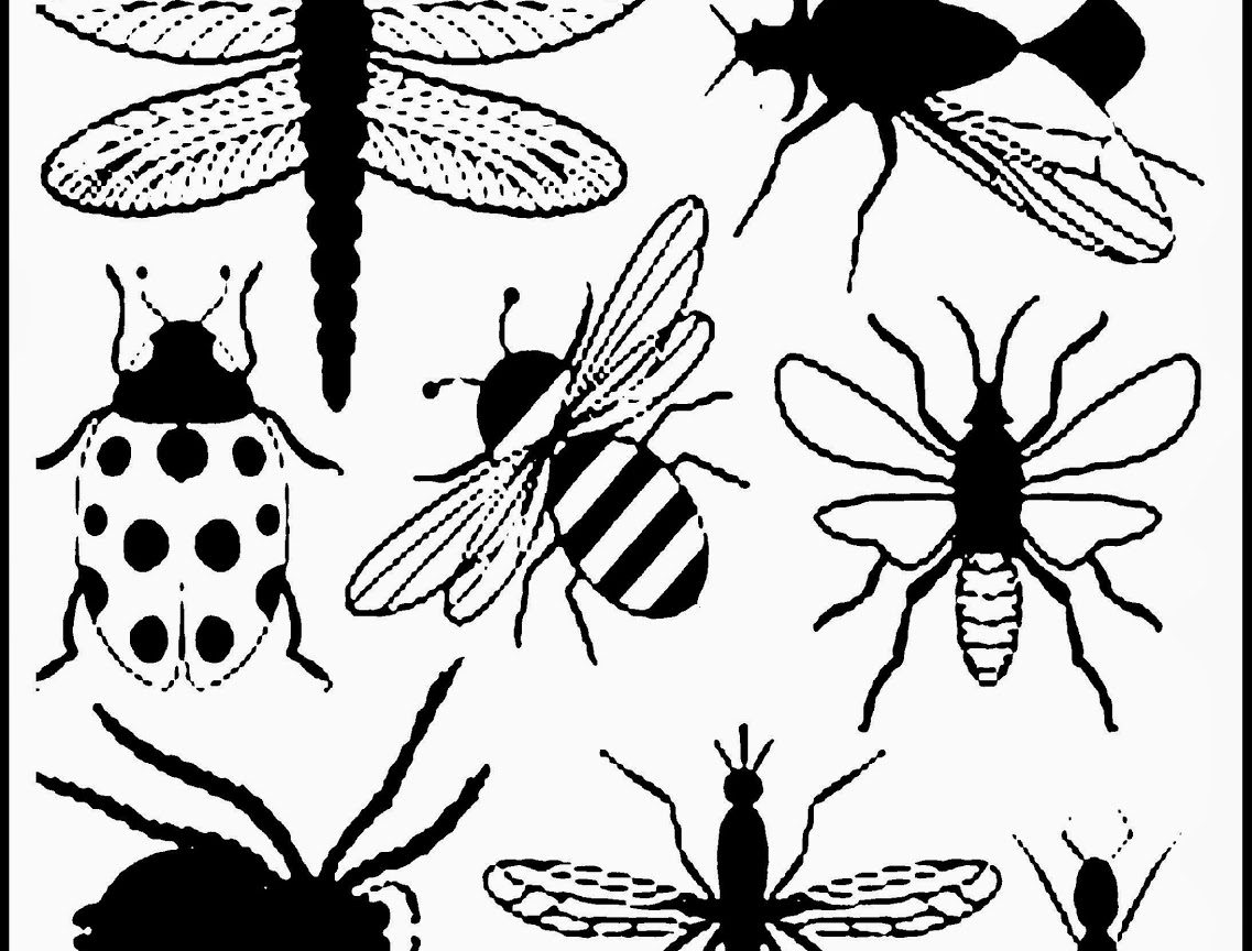 Printable Insect Coloring Page For Pictures With Kidsetle Pages Vw 1137x864 Printable Insect Coloring Page For Pictures With Kidsetle Pages Vw