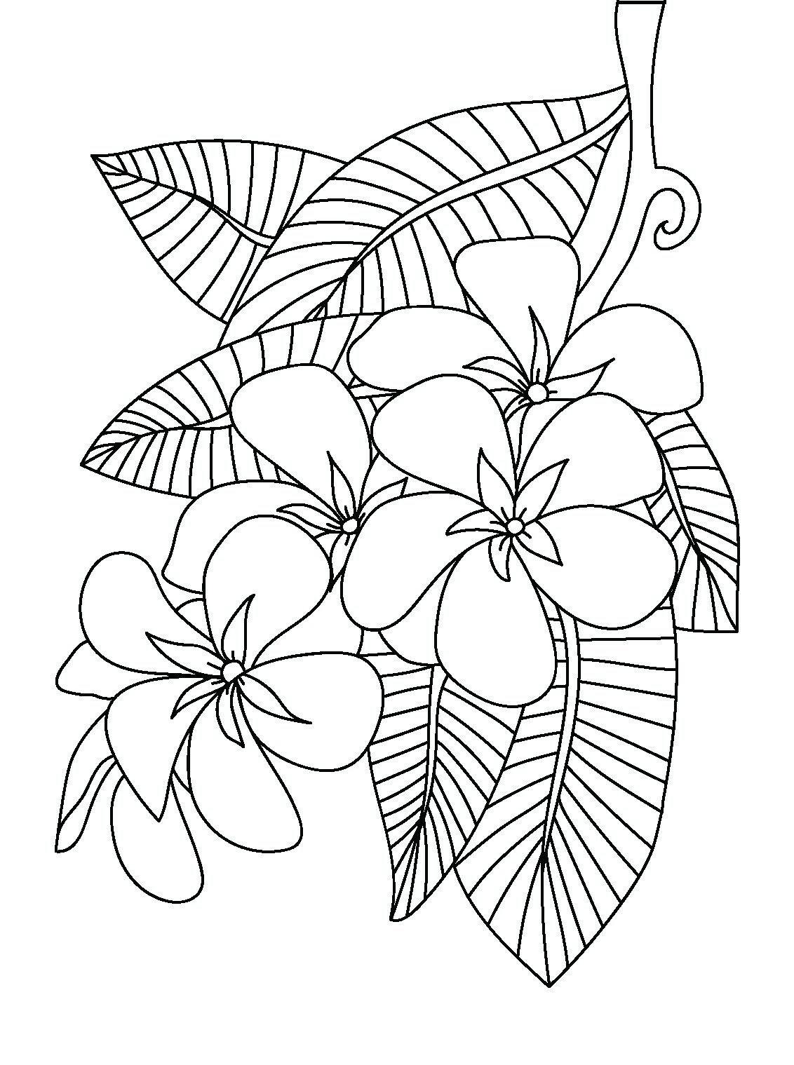 1132x1519 Plumeria Coloring Pages Free Coloring For Kids 2018