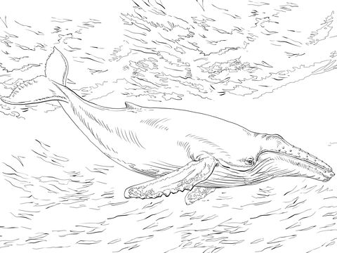 480x360 Diving Humpback Whale Coloring Page From Humpback Whale Category