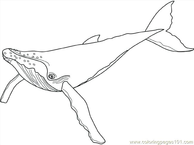 650x487 Humpback Whale Coloring Page Whales Coloring Pages Free Humpback