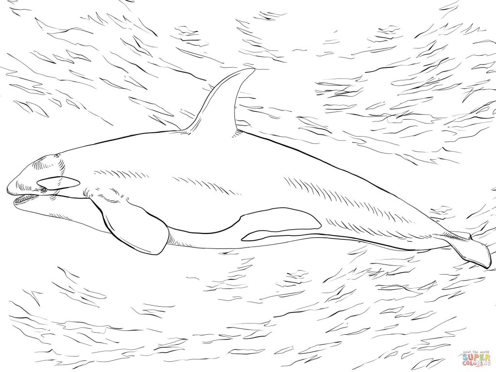 1024x768 Killer Whale Coloring Pages