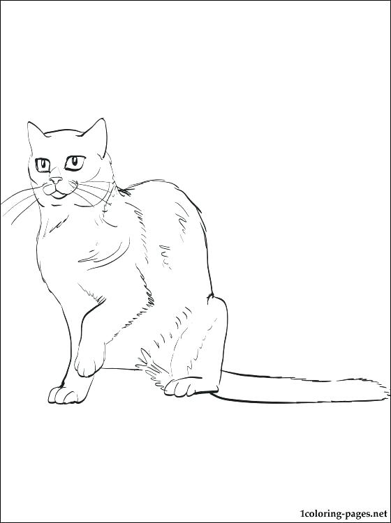 560x750 Printable Whale Coloring Pages For Kids Beluga Whale Coloring