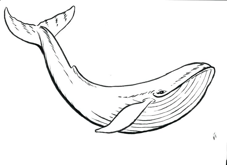 Beluga Whale Coloring Page at GetColorings.com | Free printable ...