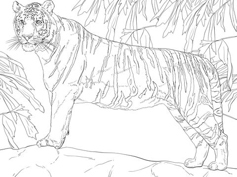 Bengal Tiger Coloring Page