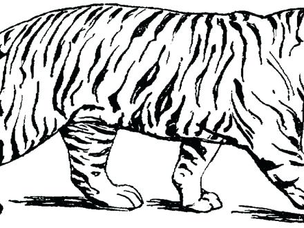 Free Tiger Coloring Pages Free Printable Tiger Coloring Pages 440x330 Free Tiger Coloring Pages Free Printable Tiger Coloring Pages