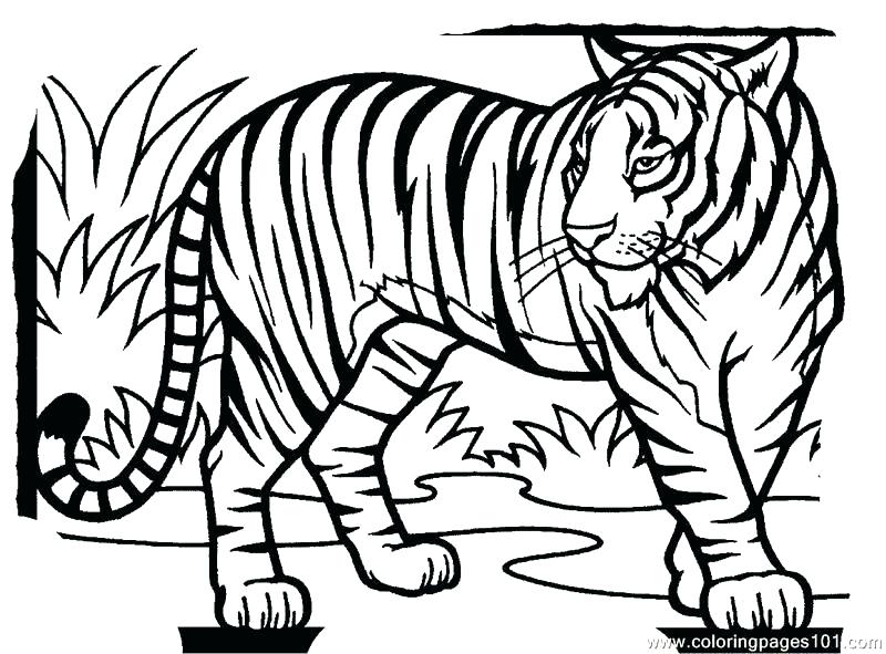 Tiger Coloring Cute Coloring Pages How To Draw A Baby Tiger Step 8 800x591 Tiger Coloring Cute Coloring Pages How To Draw A Baby Tiger Step 8