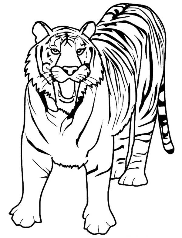 A Loud Roaring Of Bengal Tiger Coloring Page 600x786 A Loud Roaring Of Bengal Tiger Coloring Page