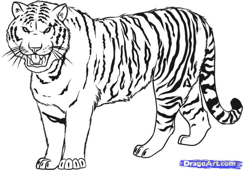 Bengal Tiger Coloring Page at GetColorings.com | Free printable ...