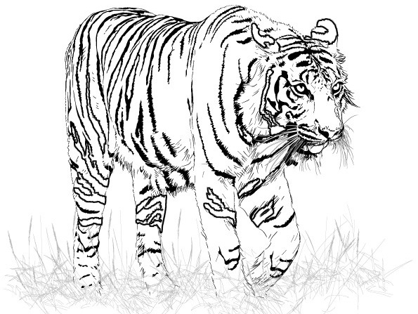 Tigers Coloring Pages Coloring Kids 595x447 Tigers Coloring Pages Coloring Kids