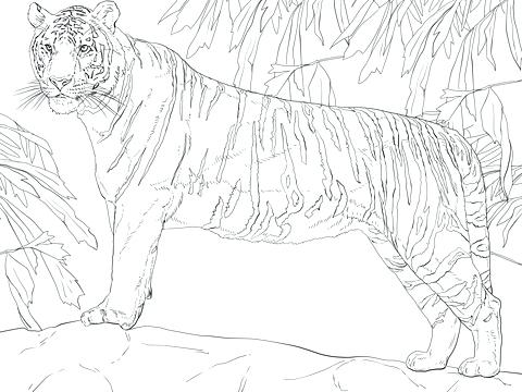 White Bengal Tiger Coloring Page Standing Free Printable Pages 480x360 White Bengal Tiger Coloring Page Standing Free Printable Pages
