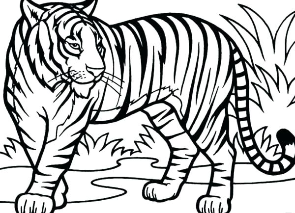 Baby Tiger Coloring Pages Large Size Of Tiger Coloring Pages 600x434 Baby Tiger Coloring Pages Large Size Of Tiger Coloring Pages