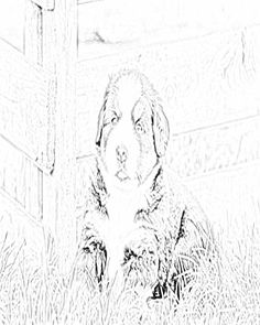 Bernese Mountain Dog Coloring Pages Color Art 236x295 Bernese Mountain Dog Coloring Pages Color Art