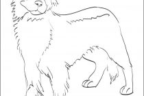 Coloring Pages Baby Shark Simple Shark Coloring Sheets Pages 210x140 Coloring Pages Baby Shark Simple Shark Coloring Sheets Pages