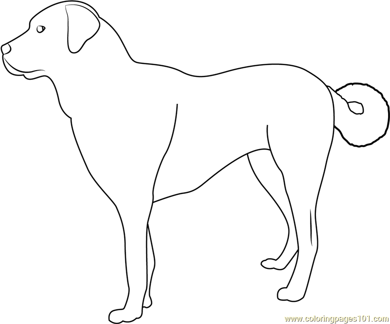Dog Coloring Pages All Coloring Pages 800x665 Dog Coloring Pages All Coloring Pages