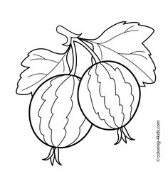 236x248 Gooseberry Fruits And Berries Coloring Pages For Kids, Printable
