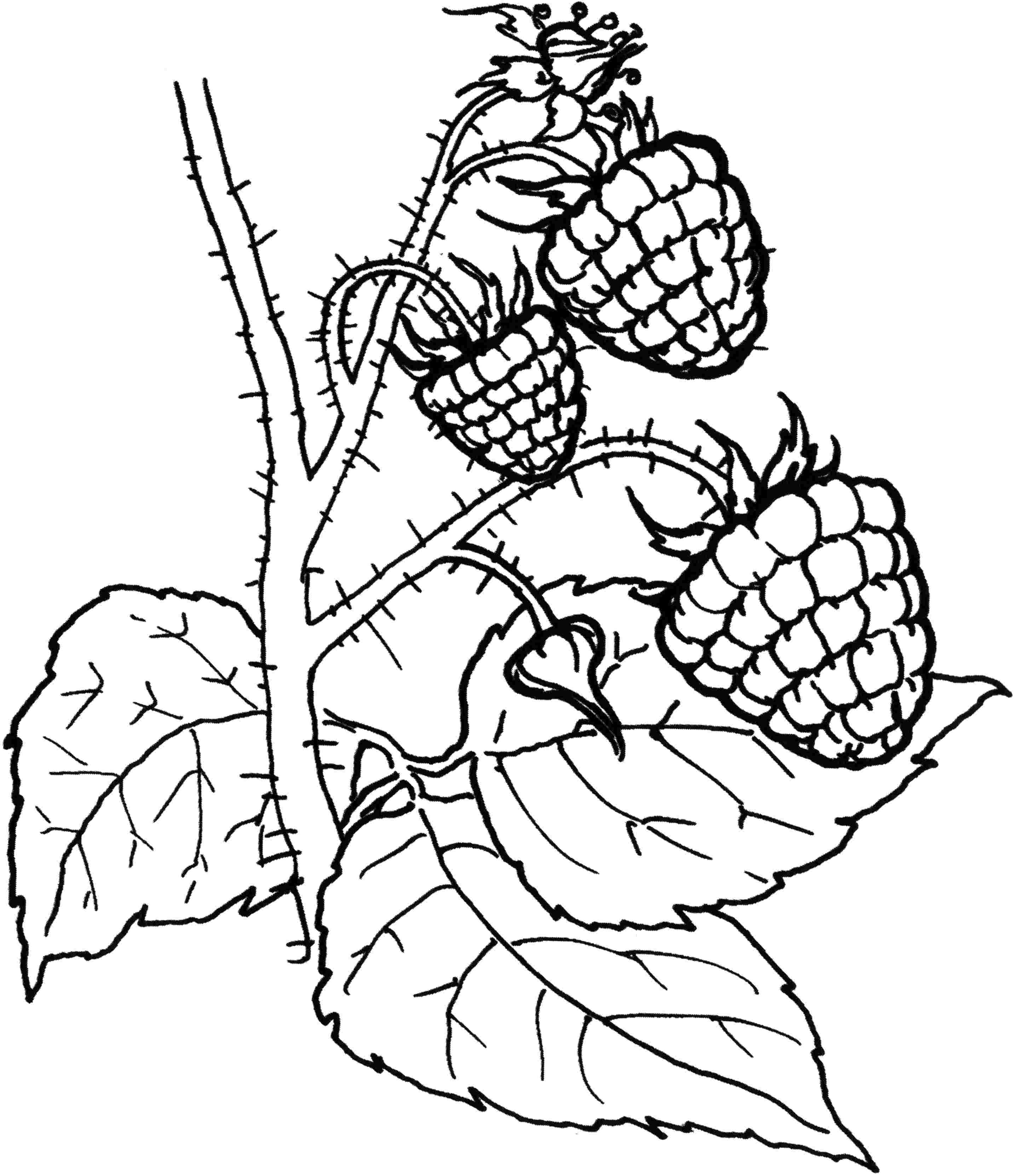 2872x3324 Bargain Blackberry Coloring Page Direct Black And White Carto 3847