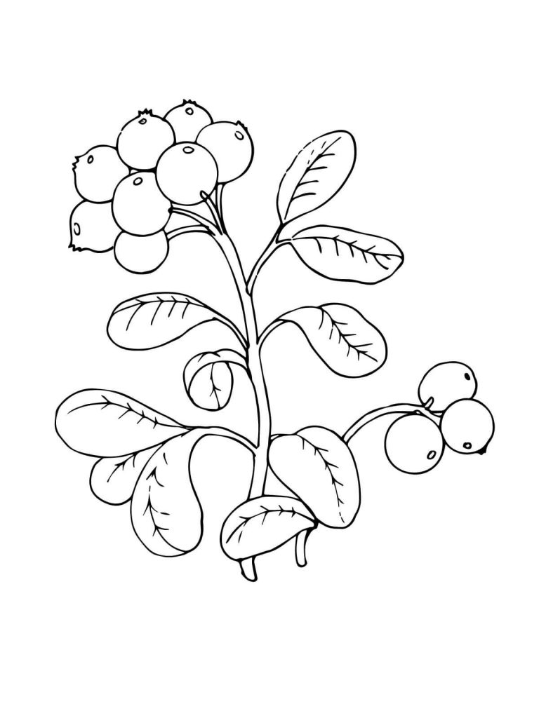 768x1024 Lingonberry Or Cowberry Coloring Page Picture