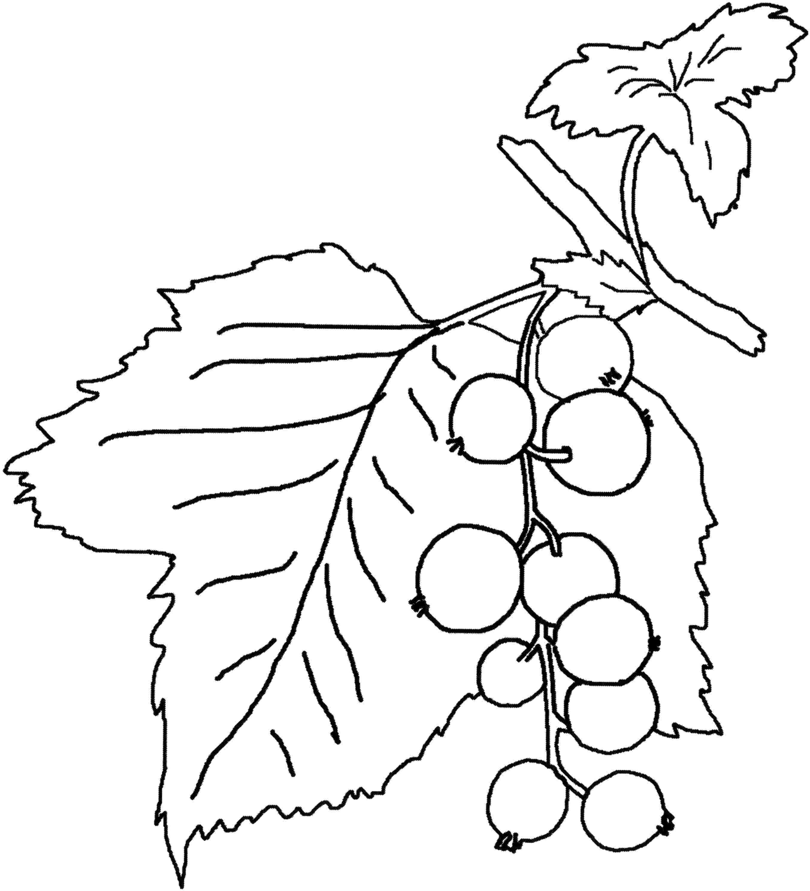 2704x2975 Unusual Inspiration Ideas Berry Coloring Pages Fruit And Berries 9