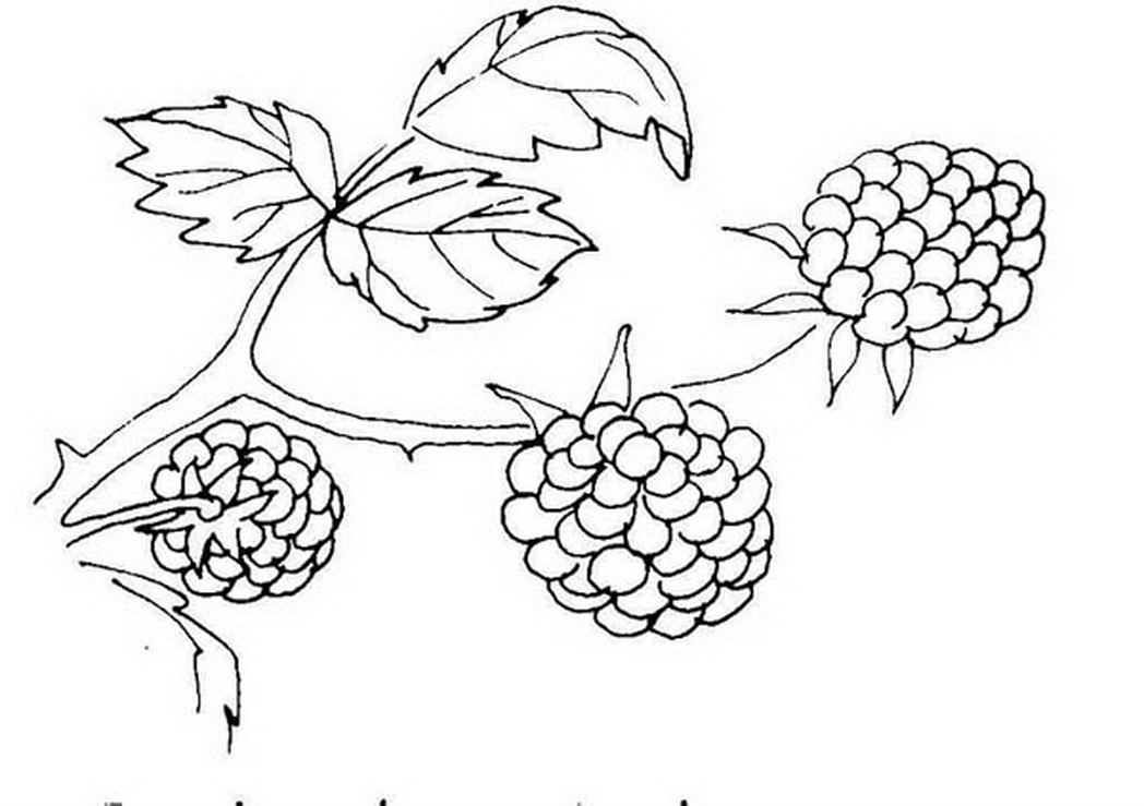 1048x739 Berries Berry Coloring Pages Girls 431026 Coloring Pages