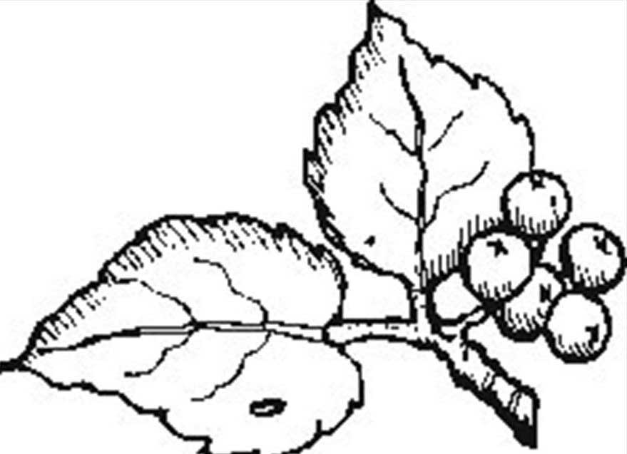 879x637 Berries Berry Coloring Pages To Girls