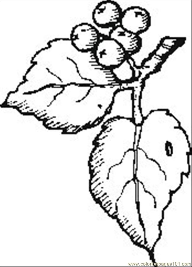 650x904 Berries Coloring Page