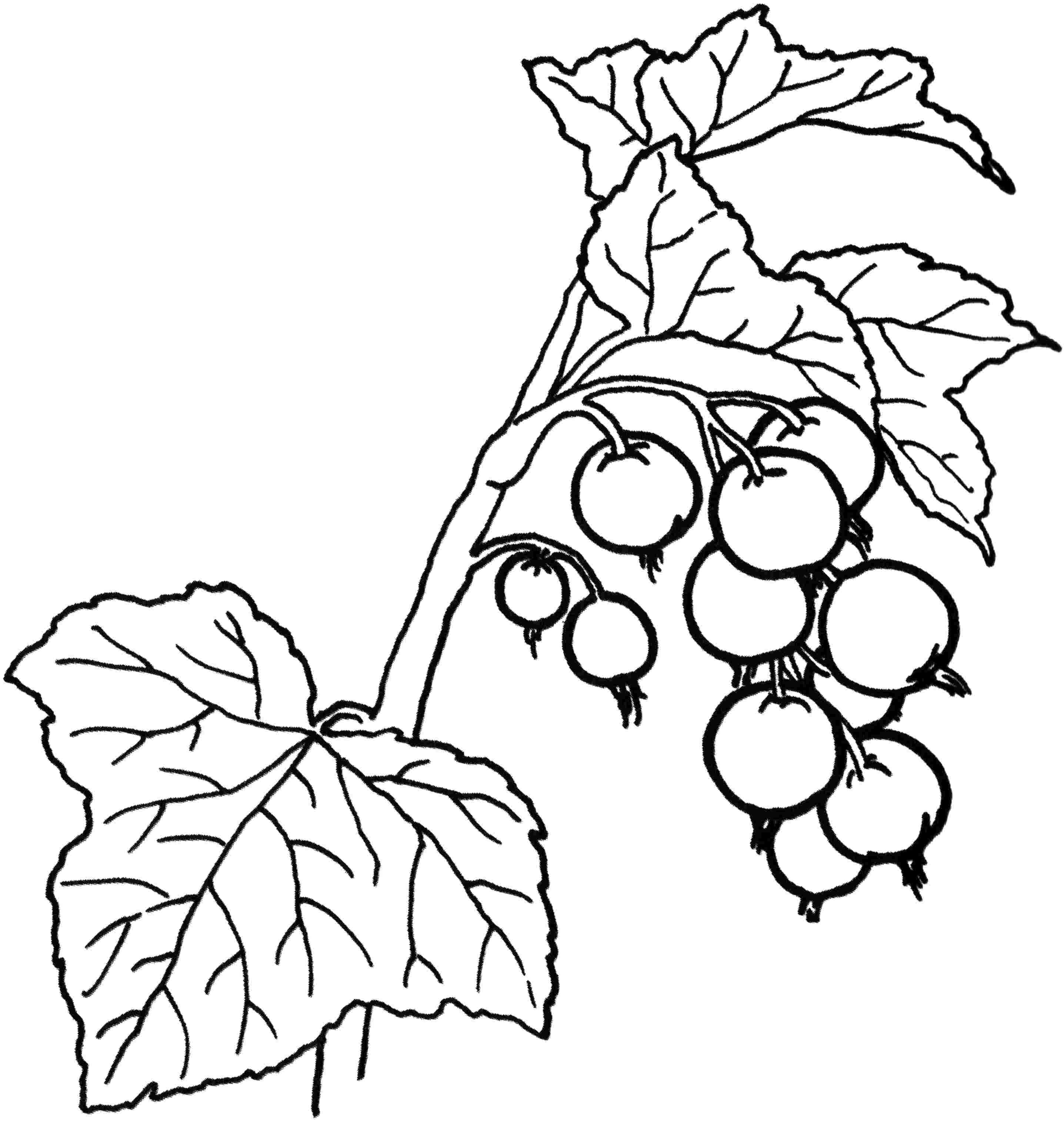 2873x3030 Berries Coloring Pages 8 M Clanberry Fruits And For Kids Best