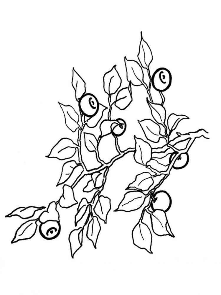 750x1000 Blueberry Coloring Pages. Download And Print Blueberry Coloring Pages.