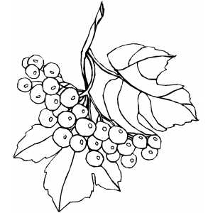 300x300 Branch And Berries Coloring Page