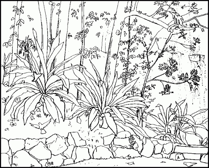 Free Printable Nature Coloring Pages For Adults 730x589 Free Printable Nature Coloring Pages For Adults