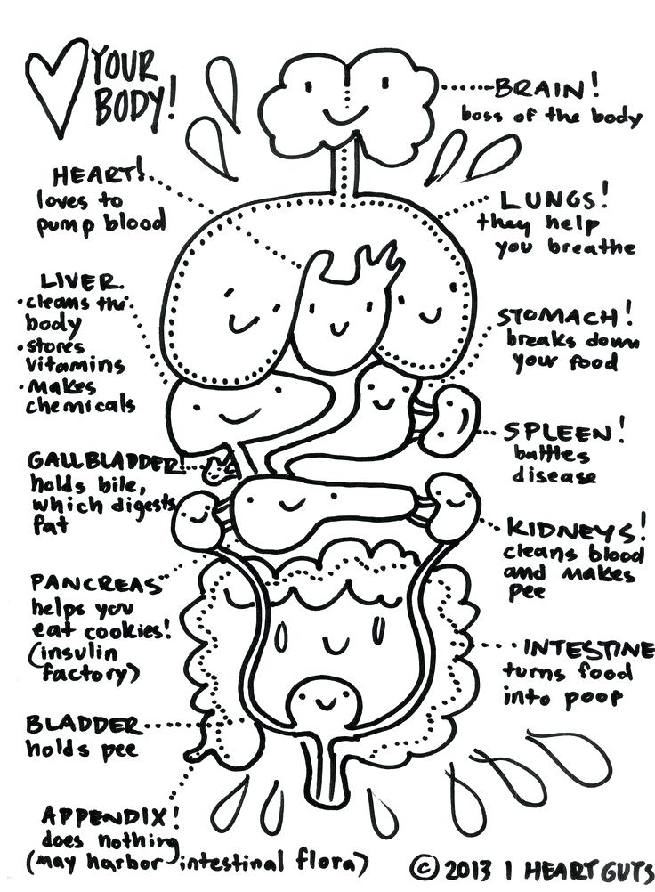 736x1002 Here Are Free Printable Human Anatomy Coloring Pages Pictures