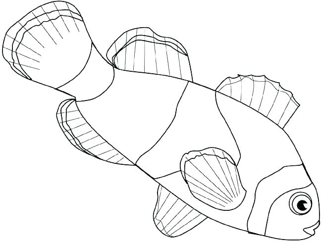 650x489 Betta Fish Coloring Sheets Kids Coloring Fish Coloring Fish Color
