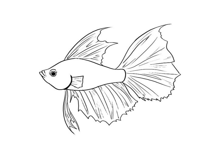 700x500 Siamese Fighting Fish Coloring Pages Betta Fish Coloring Pages 259