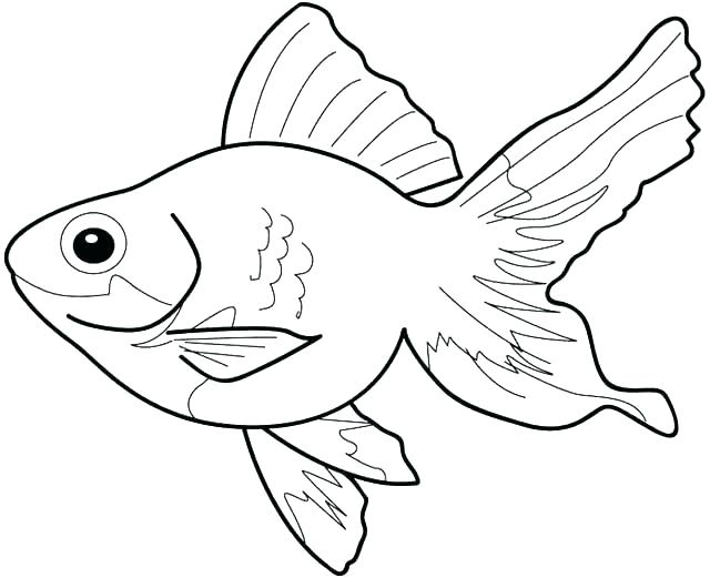 Betta Coloring Page at GetColorings.com | Free printable colorings ...