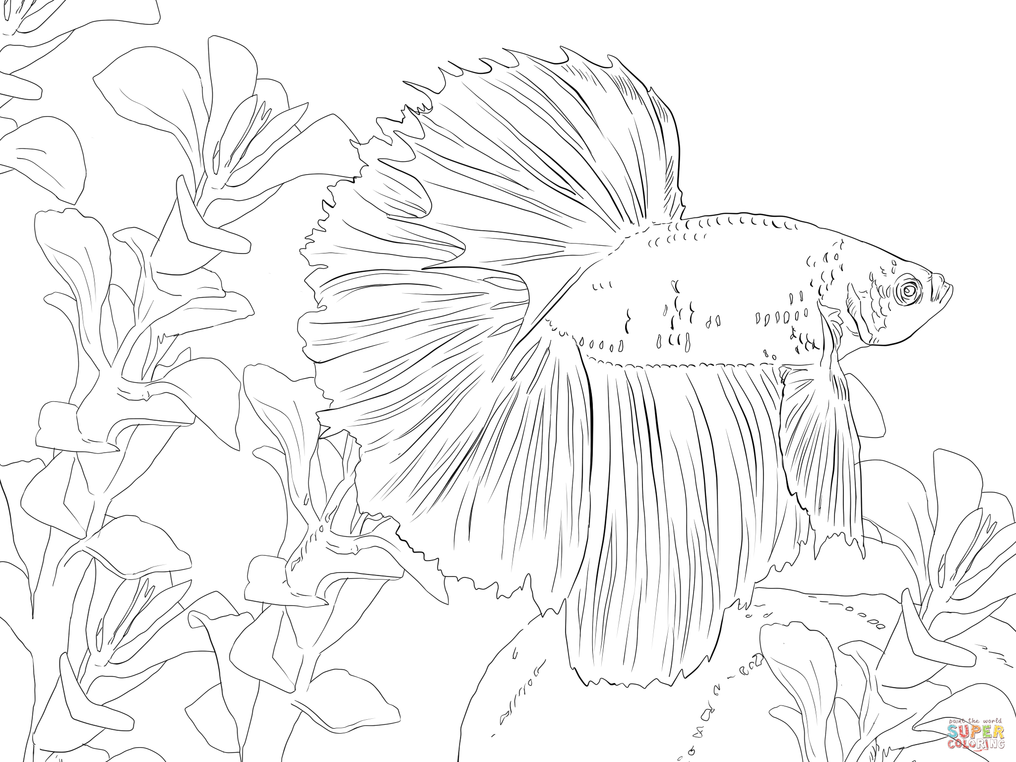 2048x1536 Betta Fish Coloring Pages Betta Fish Coloring Online Coloring