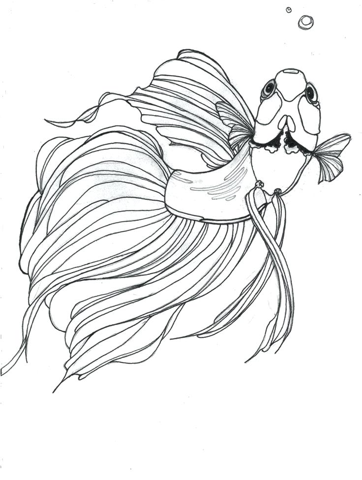 736x976 Betta Fish Coloring Page Drawn Fish Beta Fish 9 Betta Fish