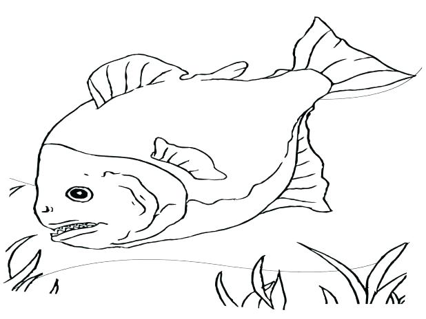 Betta Fish Coloring Pages Betta Fish Colouring Pages 618x464 Betta Fish Coloring Pages Betta Fish Colouring Pages