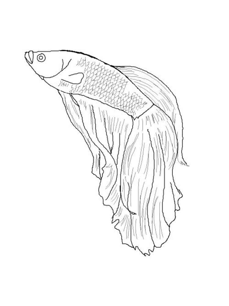 Betta Fish 750x1000 Betta Fish