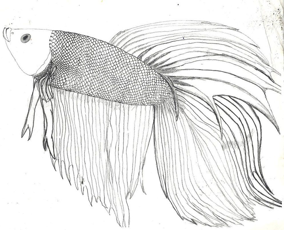 How To Draw A Betta 994x803 How To Draw A Betta