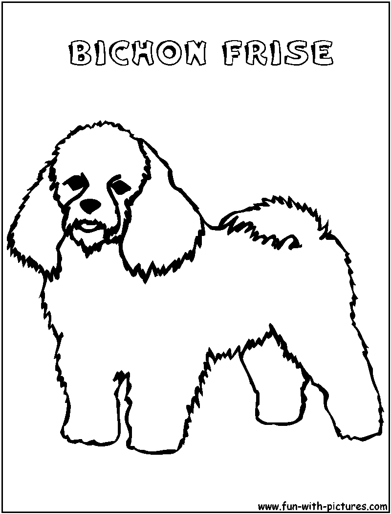 800x1050 Bichonfrise Coloring Page