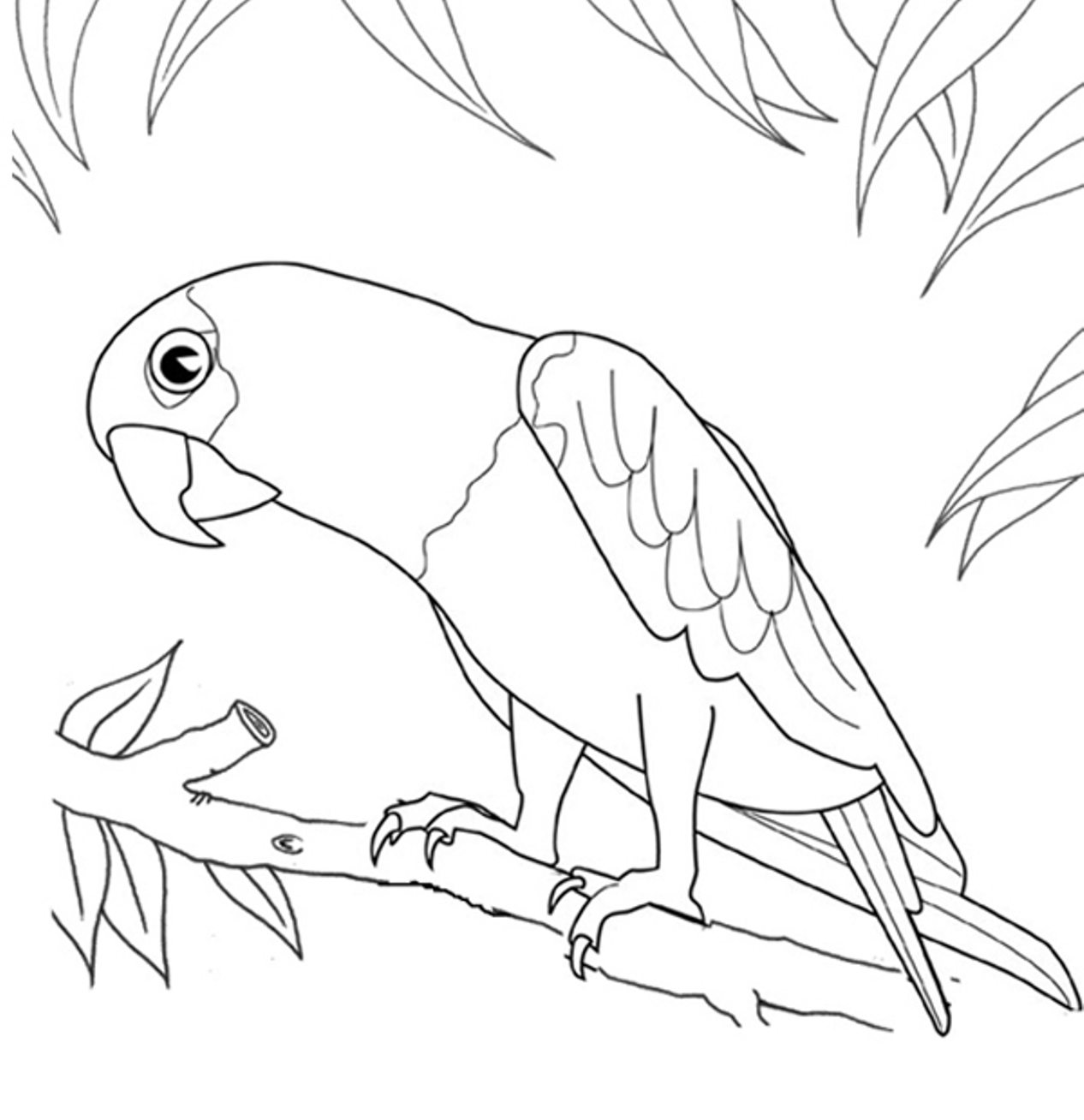 1266x1308 Big Bird Coloring Pages