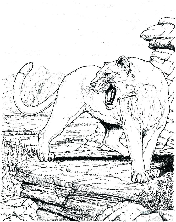 736x927 Big Cat Coloring Pages Wild Cat Coloring Pages Realistic Big Cats