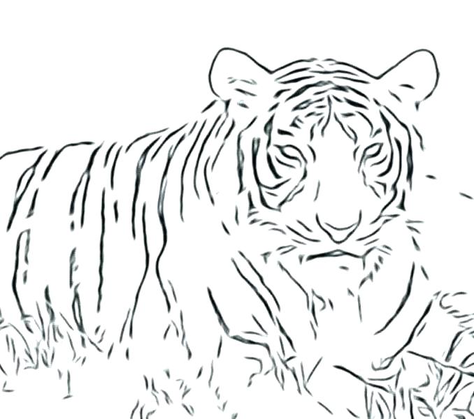 678x600 Big Cats Coloring Pages Big Cat Coloring Pages Cats Printable